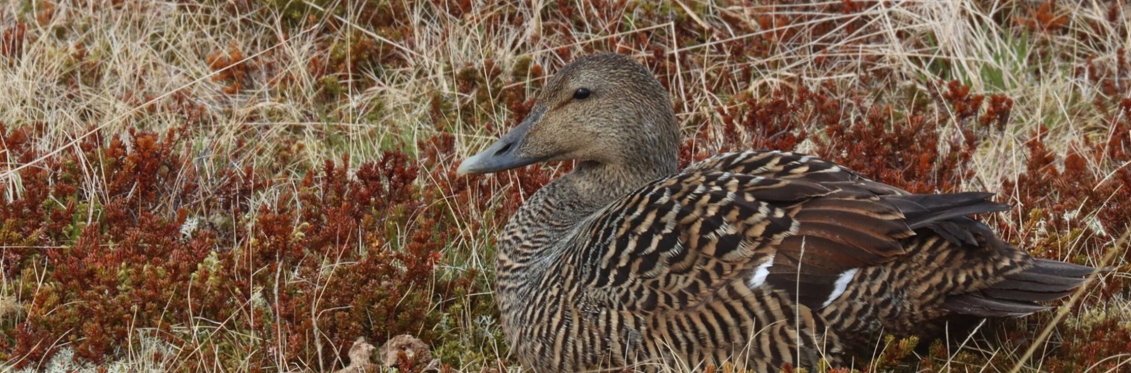 Minkurinn greiddi æðarfuglinum mikið högg - á vefsíðu Háskóla Íslands