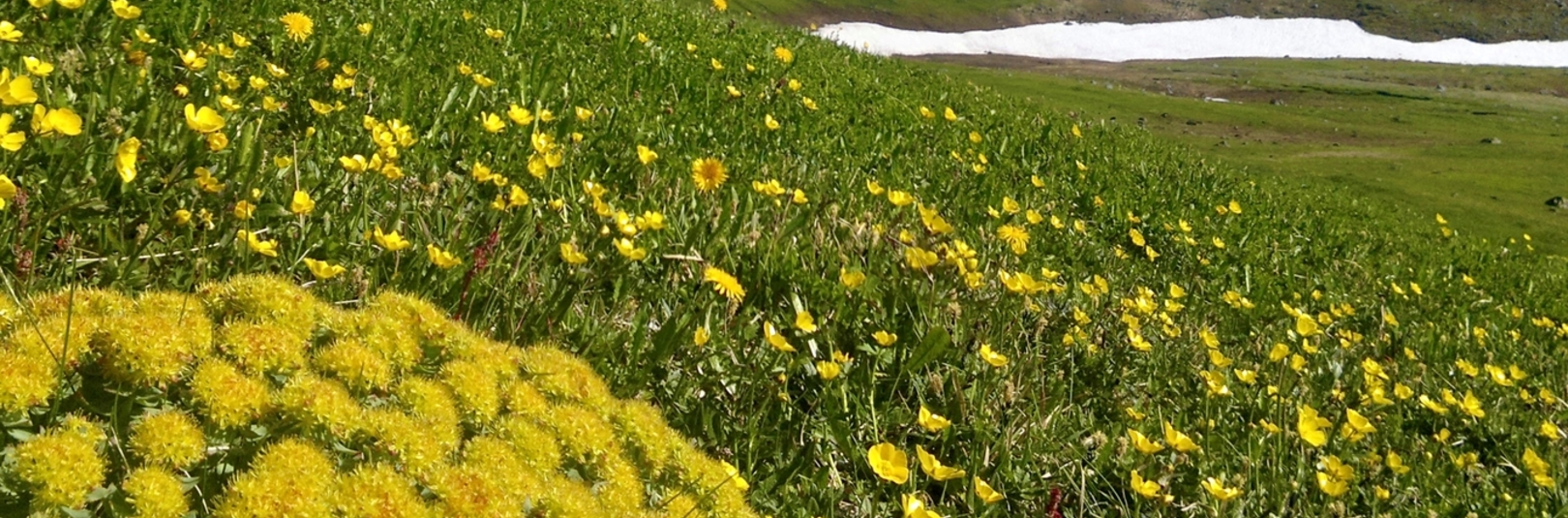 Rannsóknir á einni merkustu lækningaplöntu landsins - á vefsíðu Háskóla Íslands