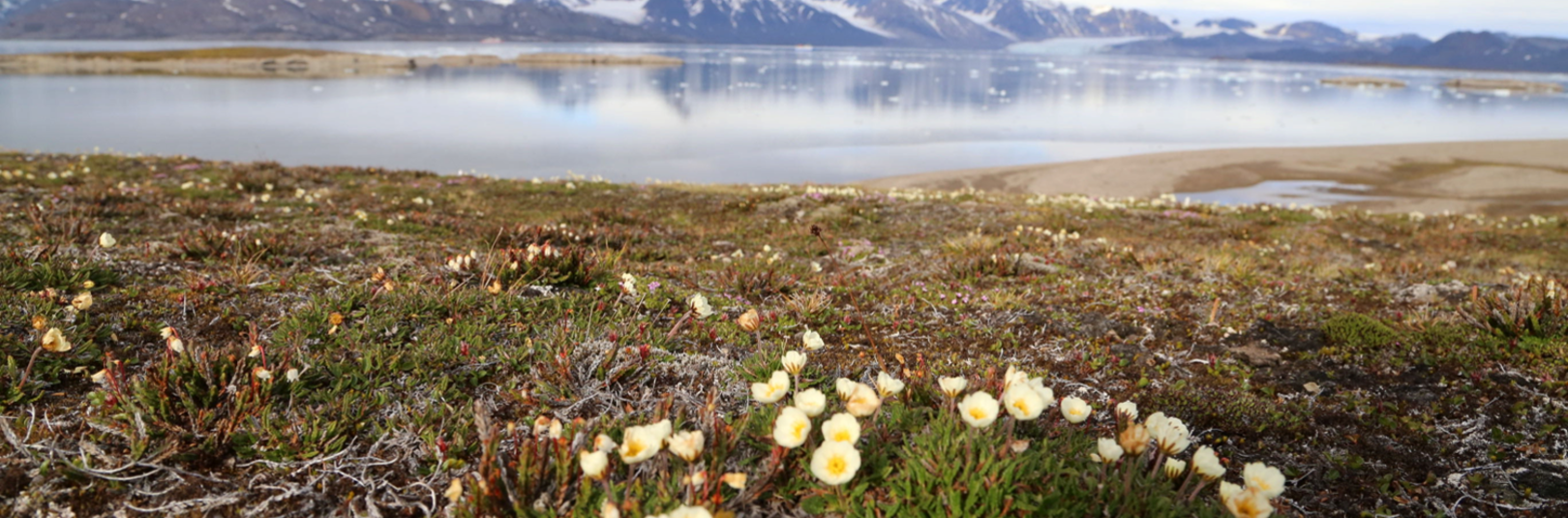 gróður á hálendi Íslands