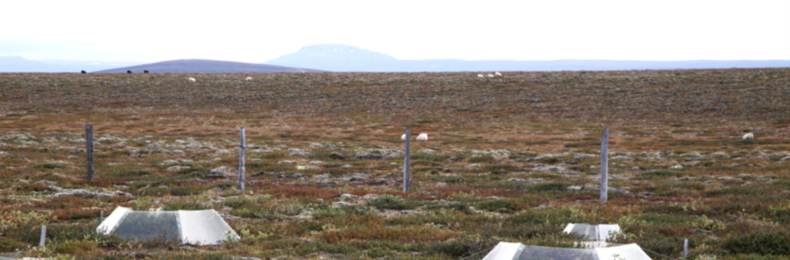  Áhrif loftslagshlýnunar á kolefnislosun túndruvistkerfa meiri en áður var talið - á vefsíðu Háskóla Íslands