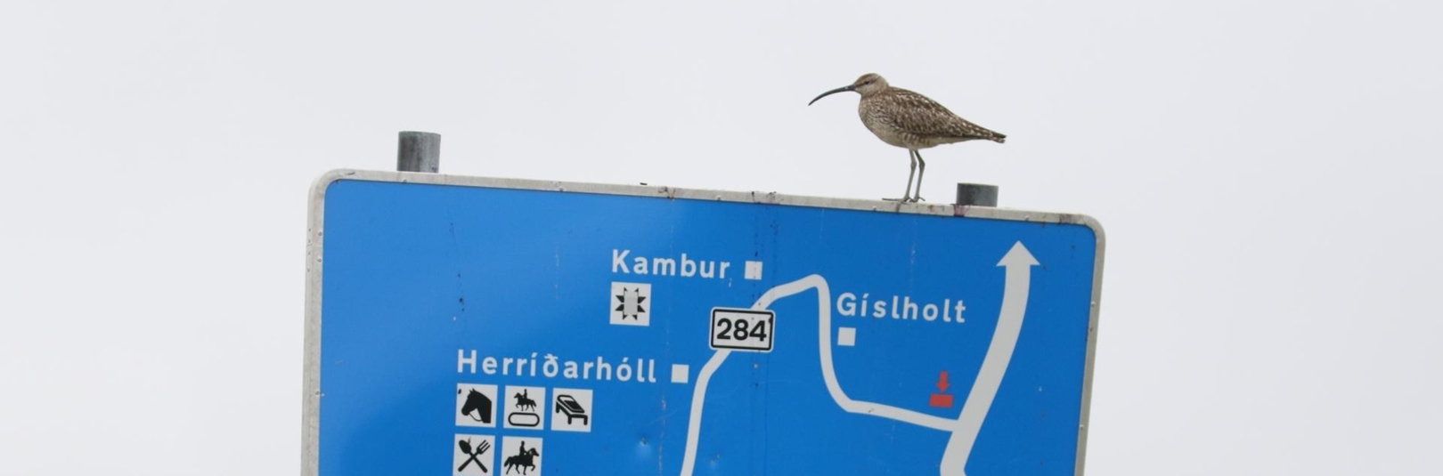 Landnotkun mun ráða miklu um framtíð mófuglastofna - á vefsíðu Háskóla Íslands