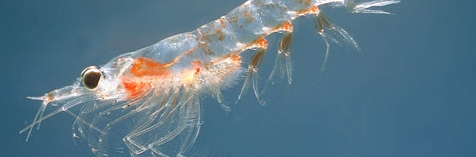 https://commons.wikimedia.org/wiki/File:Meganyctiphanes_norvegica2.jpg