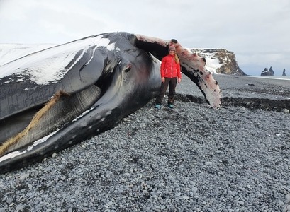 Edda Elísabet Magnúsdóttir við hræið af hnúfubaknum